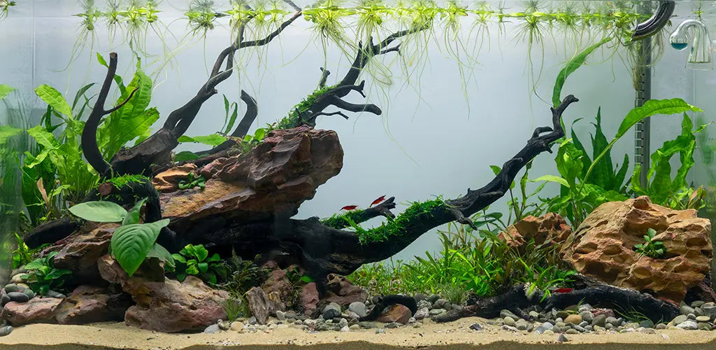 Why every fish keeper needs a wet and dry vacuum cleaner